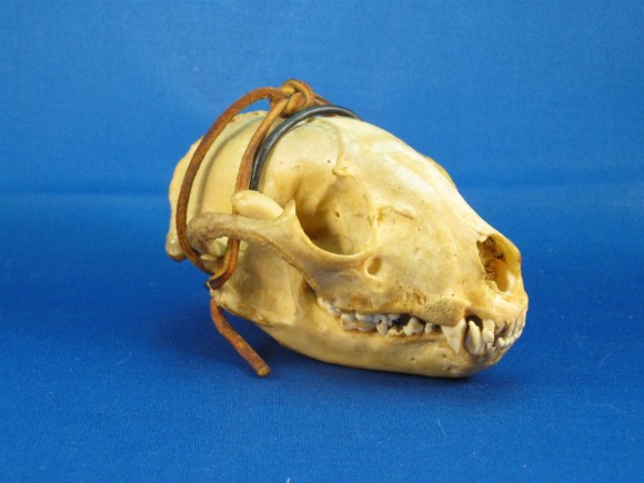 Raccoon skull non-HDR