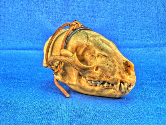 Raccoon skull with HDR