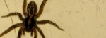 wolf-spider-feature