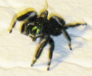 Bold Jumping Spider (Phidippus audax)