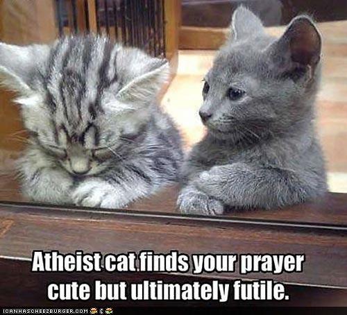 Atheist cat finds your prayer cute, but ultimately futile.