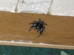 Phidippus audax 0001