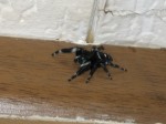 Phidippus audax 0002