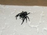 Phidippus audax 0004