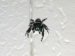 Phidippus audax 0005