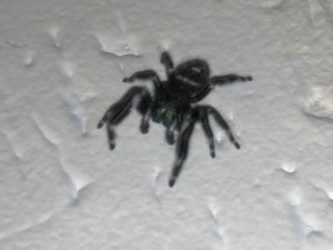 Phidippus audax 0006