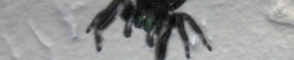 Phidippus audax 0006