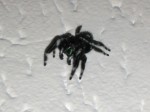 Phidippus audax 0007