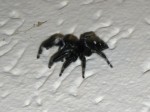 Phidippus audax 0008