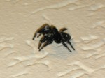 Phidippus audax 0009