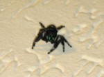 Phidippus audax 0010