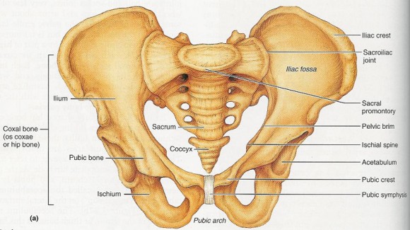 Pelvic bones diagram
